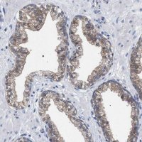 Anti-GMPR antibody produced in rabbit 