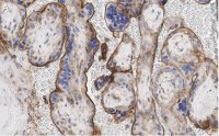 Anti-GNA-11 (G alpha 11) Antibody, clone 1F16 ZooMAb� Rabbit Monoclonal 