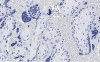 Anti-GNA-11 (G alpha 11) Antibody, clone 1F16 ZooMAb® Rabbit Monoclonal