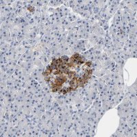 Anti-GNAS antibody produced in rabbit 
