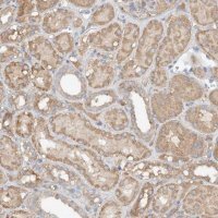 Anti-GNB1L antibody produced in rabbit 