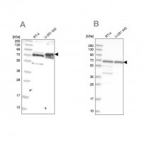 Anti-GNL3L antibody produced in rabbit 