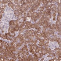 Anti-GNMT antibody produced in rabbit 