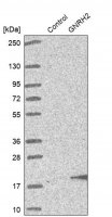 Anti-GNRH2 antibody produced in rabbit HPA004338-100UL