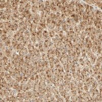 Anti-GNRH2 antibody produced in rabbit HPA004338-100UL