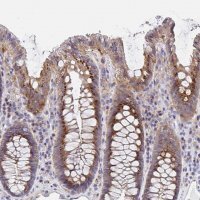 Anti-GOLGA1 antibody produced in rabbit 
