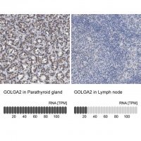 Anti-GOLGA2 antibody produced in rabbit 