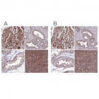 Anti-GOLGA3 antibody produced in rabbit 