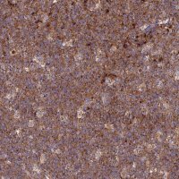 Anti-GOLGA3 antibody produced in rabbit