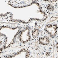 Anti-GOLGB1 antibody produced in rabbit 