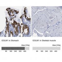 Anti-GOLM1 antibody produced in rabbit 
