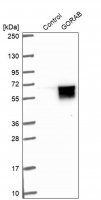 Anti-GORAB antibody produced in rabbit 