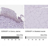 Anti-GORASP1 antibody produced in rabbit 