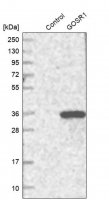 Anti-GOSR1 antibody produced in rabbit 