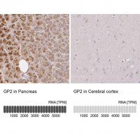 Anti-GP2 antibody produced in rabbit 