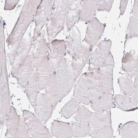 Anti-GP2 antibody produced in rabbit 