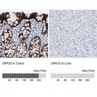 Anti-GPA33 antibody produced in rabbit 