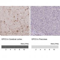 Anti-GPC5 antibody produced in rabbit 