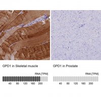 Anti-GPD1 antibody produced in rabbit HPA044620-100UL