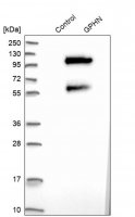 Anti-GPHN antibody produced in rabbit