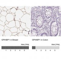 Anti-GPIHBP1 antibody produced in rabbit 