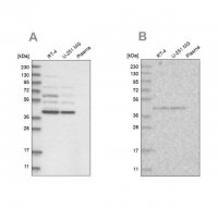 Anti-GPN1 antibody produced in rabbit 