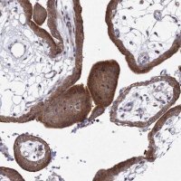 Anti-GPN1 antibody produced in rabbit 