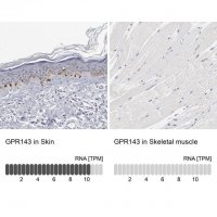 Anti-GPR143 antibody produced in rabbit 
