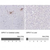 Anti-GPR17 antibody produced in rabbit 