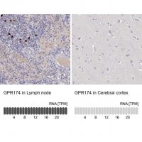 Anti-GPR174 antibody produced in rabbit 