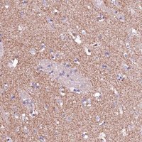 Anti-GPR176 antibody produced in rabbit 