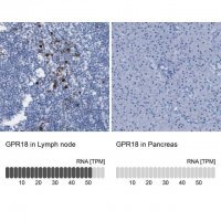 Anti-GPR18 antibody produced in rabbit 