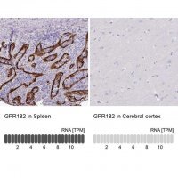 Anti-GPR182 antibody produced in rabbit 