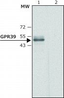 Anti-GPR39 (C-terminal region) antibody produced in rabbit 