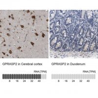 Anti-GPRASP2 antibody produced in rabbit 