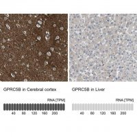 Anti-GPRC5B antibody produced in rabbit 