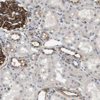 Anti-GPRC5B antibody produced in rabbit 