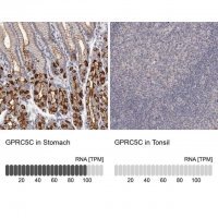 Anti-GPRC5C antibody produced in rabbit 
