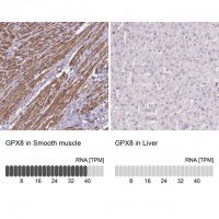 Anti-GPX8 antibody produced in rabbit