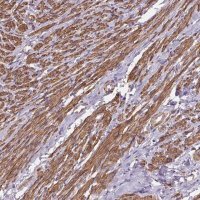 Anti-GPX8 antibody produced in rabbit