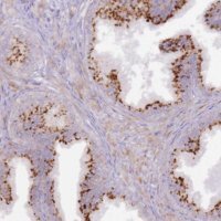 Anti-GRAP antibody produced in rabbit 