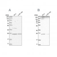 Anti-GRB2 antibody produced in rabbit 