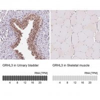 Anti-GRHL3 antibody produced in rabbit 