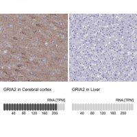 Anti-GRIA2 antibody produced in rabbit 