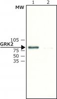 Anti-GRK2 antibody produced in rabbit 