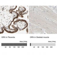 Anti-GRN antibody produced in rabbit 