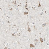 Anti-GRN antibody produced in rabbit 