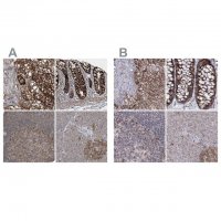 Anti-GRSF1 antibody produced in rabbit 