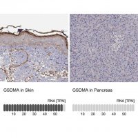 Anti-GSDMA antibody produced in rabbit 