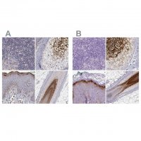 Anti-GSDMA antibody produced in rabbit 